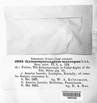 Gymnosporangium juniperi-virginianae image